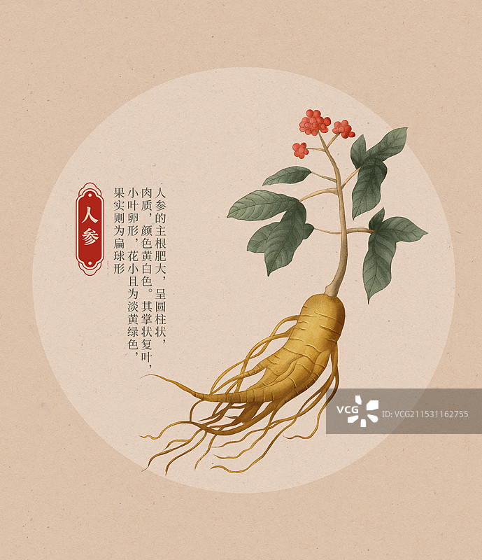 人参中式国潮水彩插画图片素材
