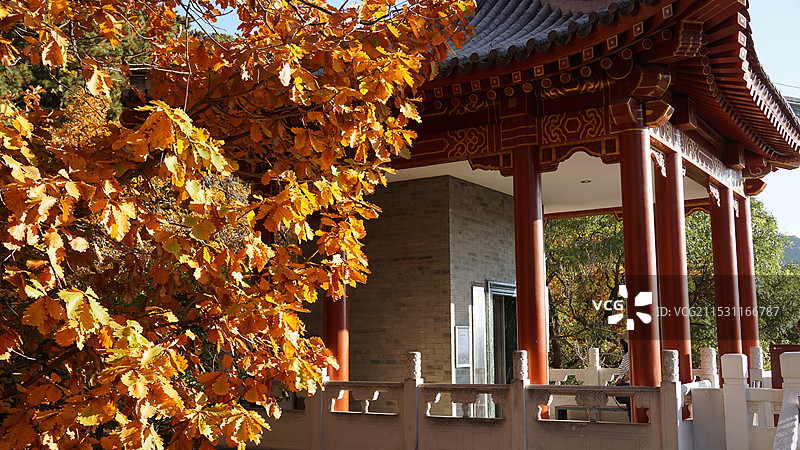 秋天的慕田峪长城红叶季图片素材