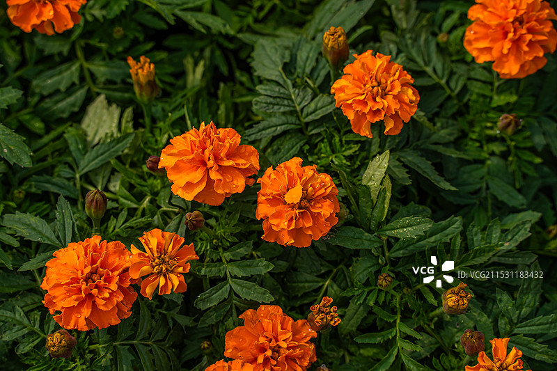 南昌市菊花展：新建区展区图片素材