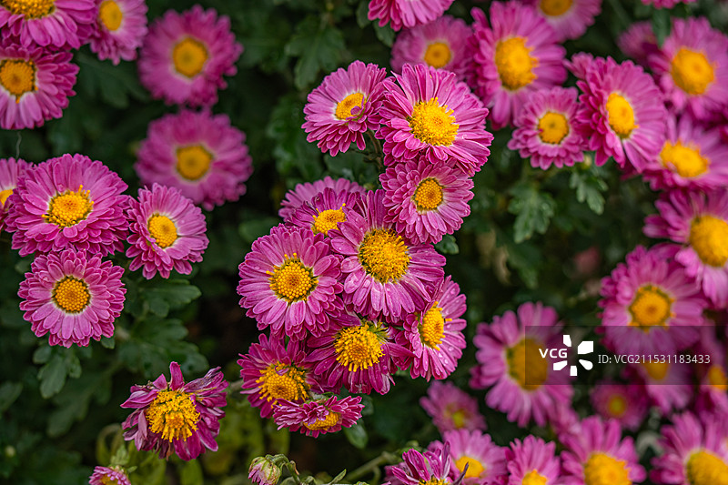 南昌市菊花展：新建区展区图片素材