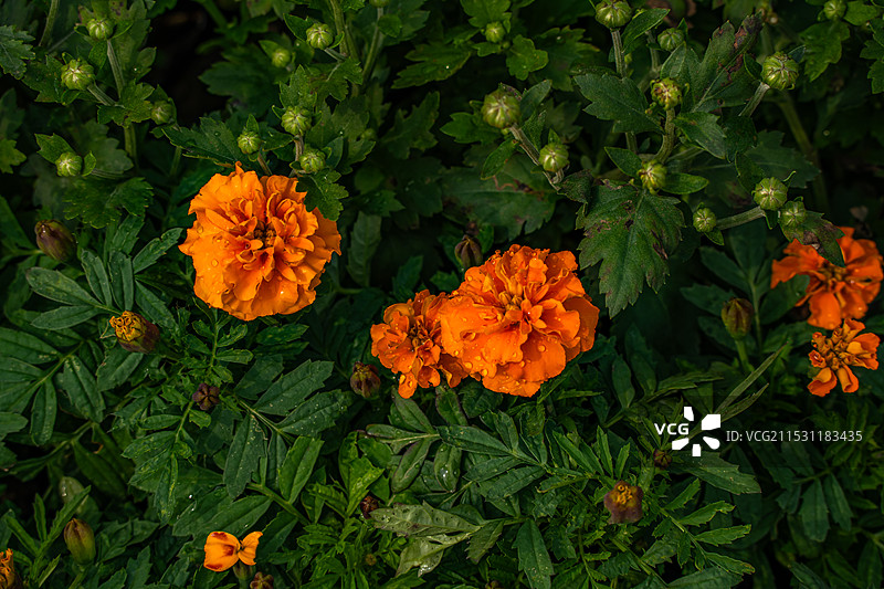 南昌市菊花展：新建区展区图片素材