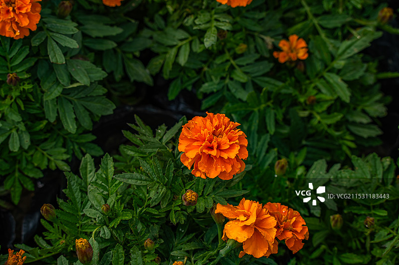 南昌市菊花展：新建区展区图片素材