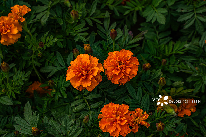 南昌市菊花展：新建区展区图片素材