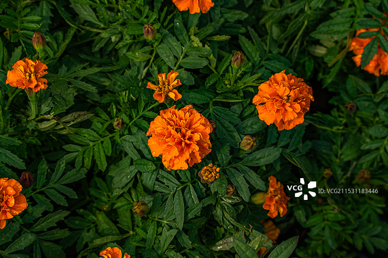 南昌市菊花展：新建区展区图片素材