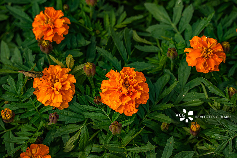 南昌市菊花展：新建区展区图片素材