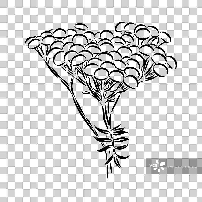 手绘的蓬蒿轮廓图形剪贴画图片素材