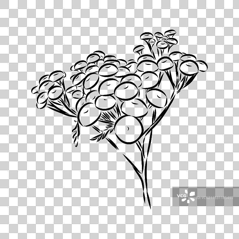 手绘的蓬蒿轮廓图形剪贴画图片素材