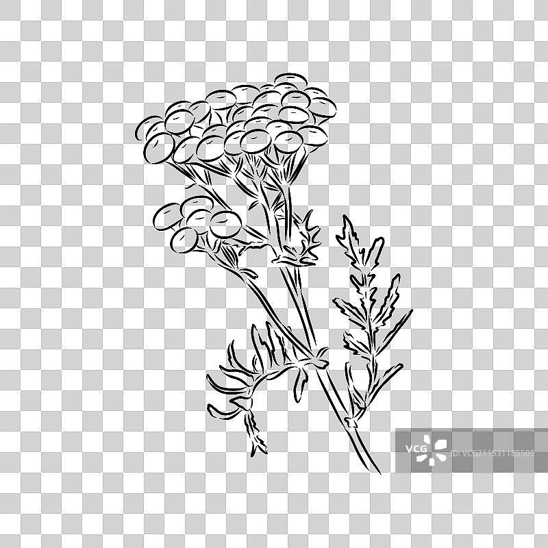 手绘的蓬蒿轮廓图形剪贴画图片素材