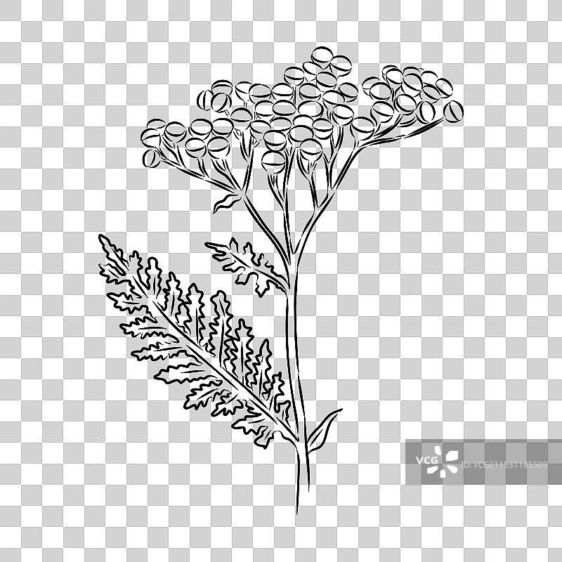 手绘的蓬蒿轮廓图形剪贴画图片素材