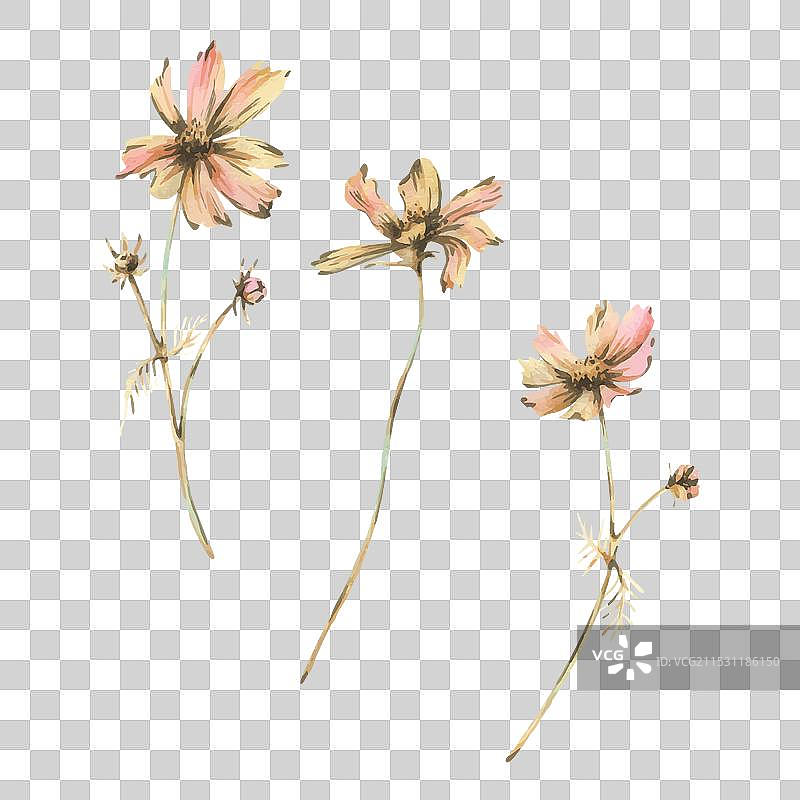 三朵宇宙花和带叶的花蕾，呈土黄色图片素材