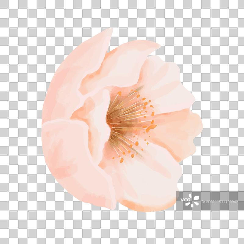 桃花侧视水彩画图片素材
