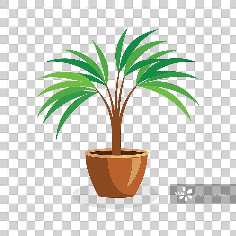 孤立的槟榔树家庭植物，白色背景平铺展示图片素材