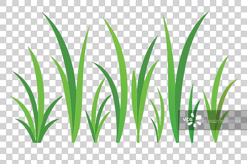 肯塔基蓝草草坪，孤立平铺在地面上图片素材