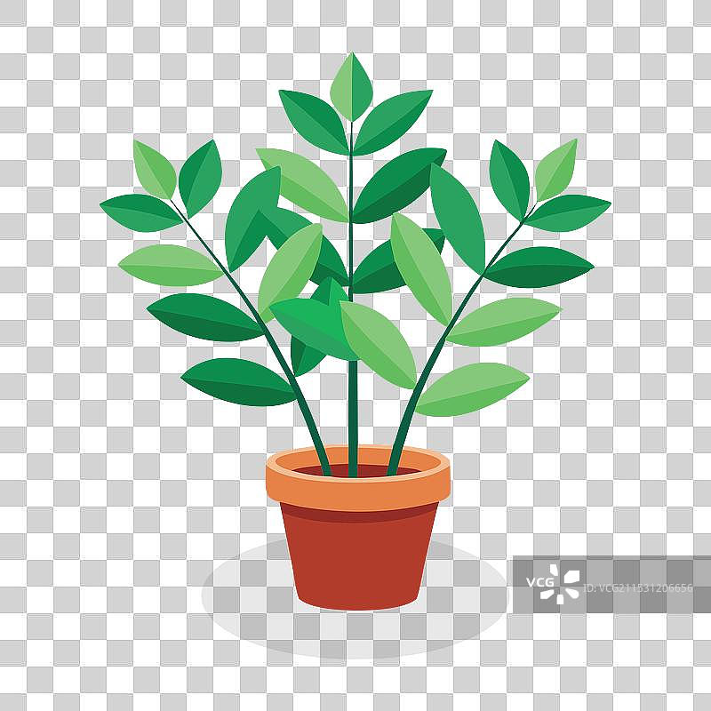 孤立的扎米族草家庭植物平面图图片素材
