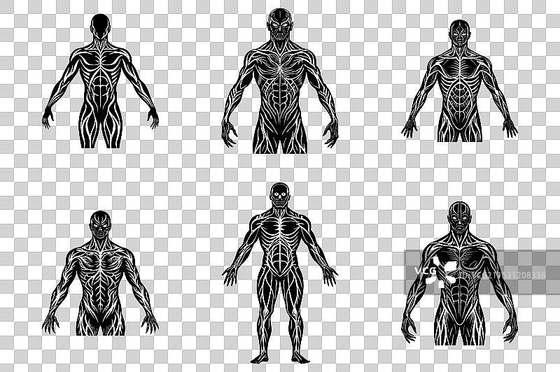 人类身体轮廓集图片素材