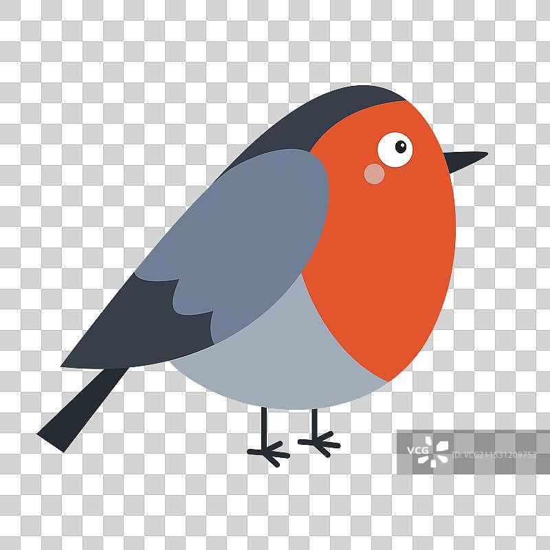 红胸鸟，红色羽毛，胖乎乎的圆身体，十分可爱图片素材