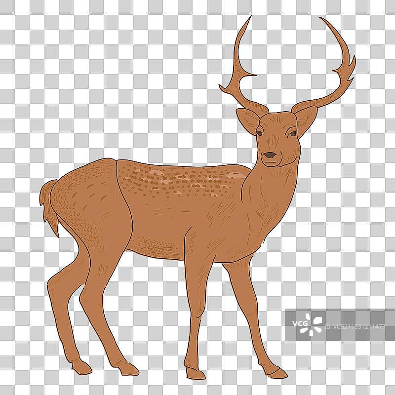 平面风格的鹿动物图片素材