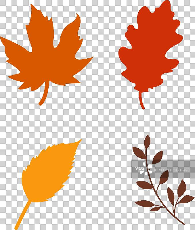 秋季落叶植物学套件图片素材