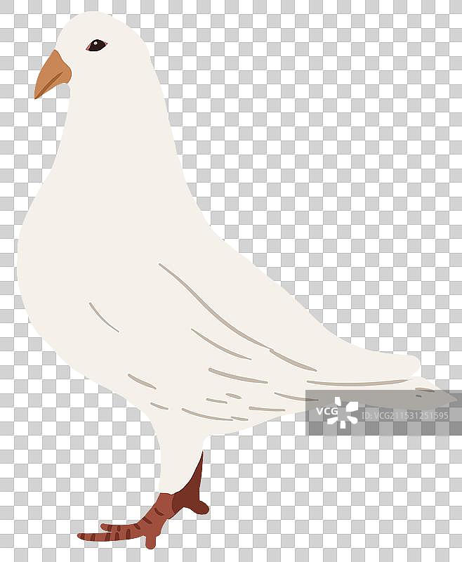 鸟类飞行动物鸽子卡通可爱趣味元素素材资讯插画图片素材