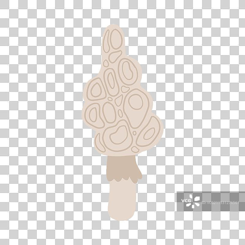 手绘的羊肚菌理想图图片素材