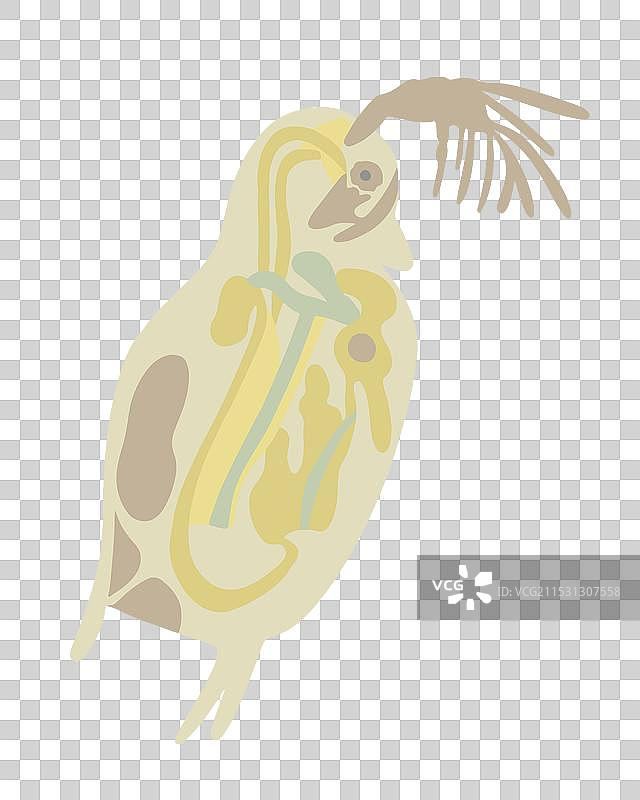 在白色背景下显微镜下的水蚤图片素材