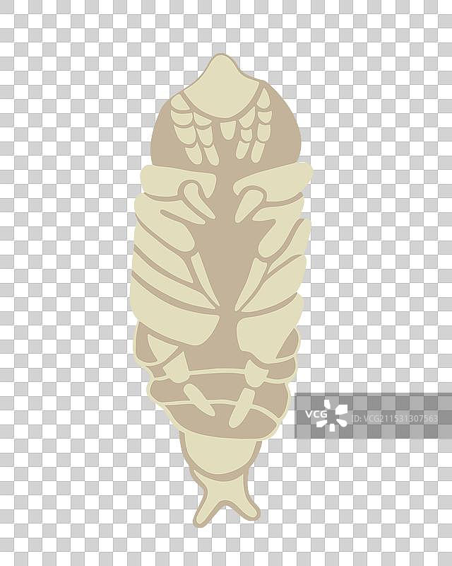 白色背景上的蟑螂幼虫图片素材