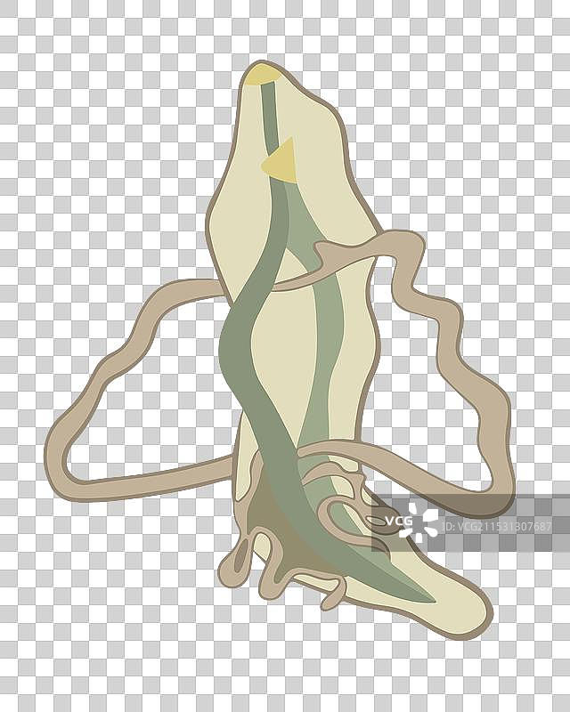 线虫的结构图片素材