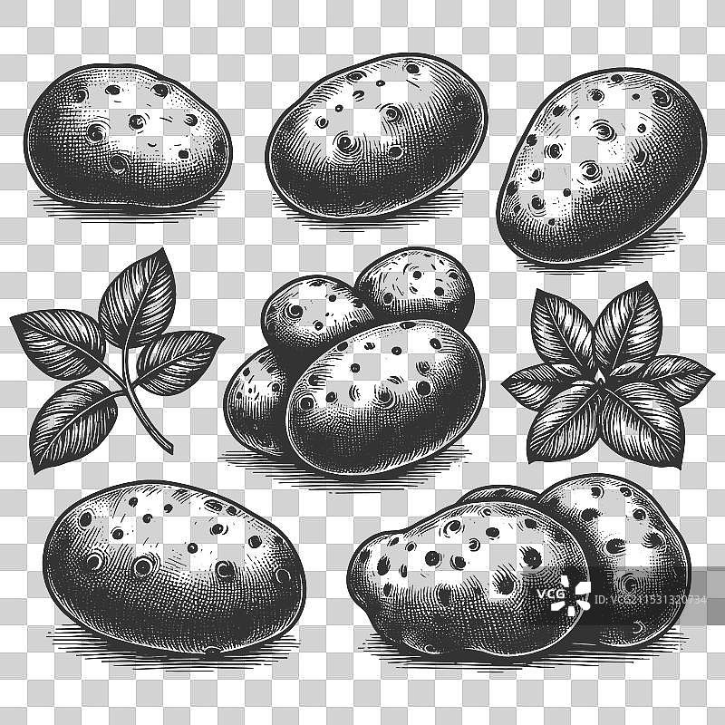 带叶子的土豆图片素材