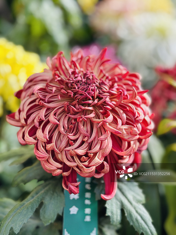 秋日的菊花图片素材