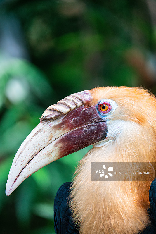 花冠皱盔犀鸟 雄鸟 犀鸟科无盔犀鸟属 国家一级保护动物 珍稀动物 广州 长隆野生动物世界 动物保育图片素材
