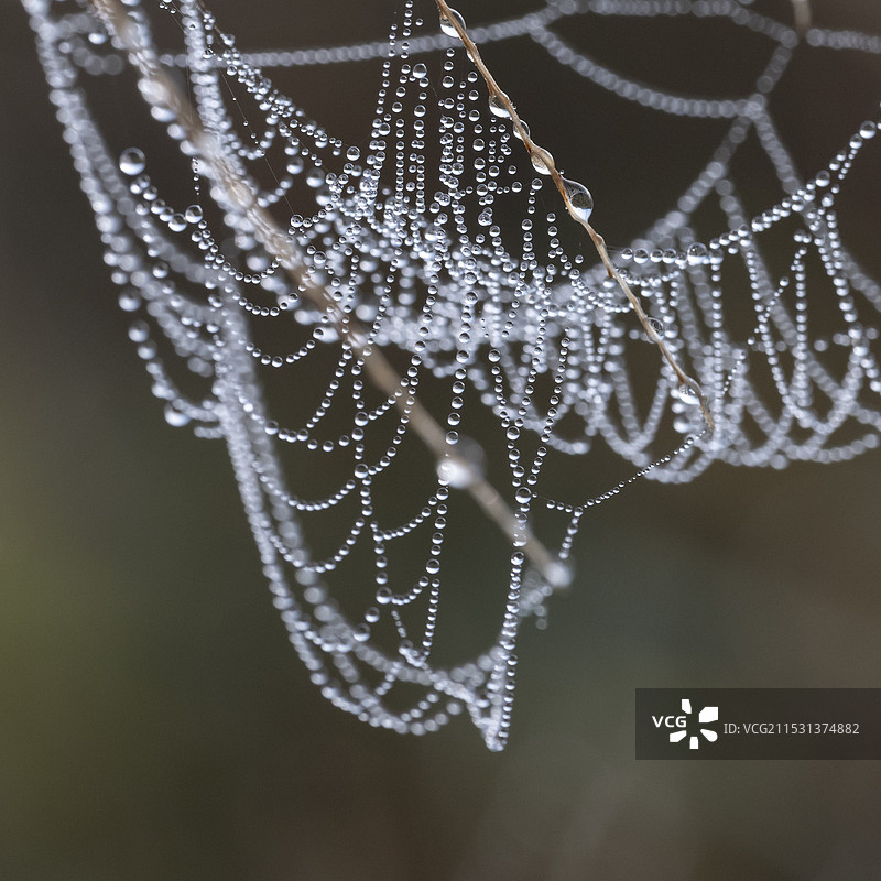 凝露图片素材