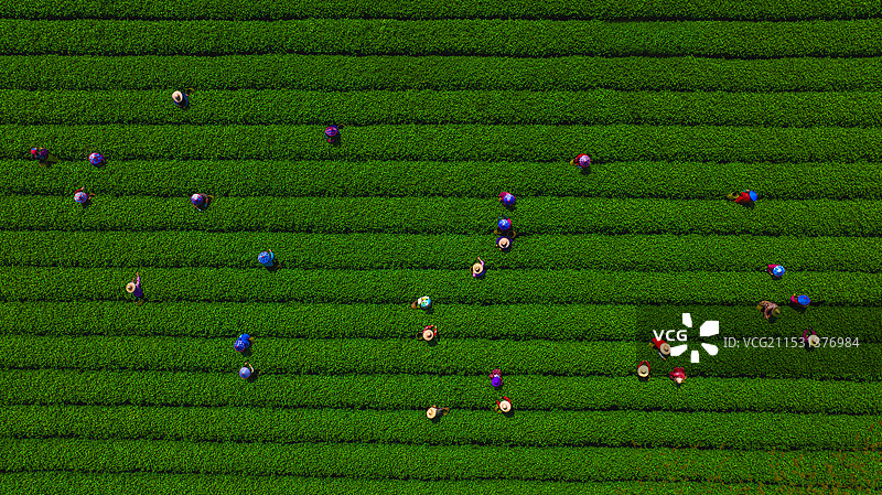 《瞰绿色茶园》图片素材