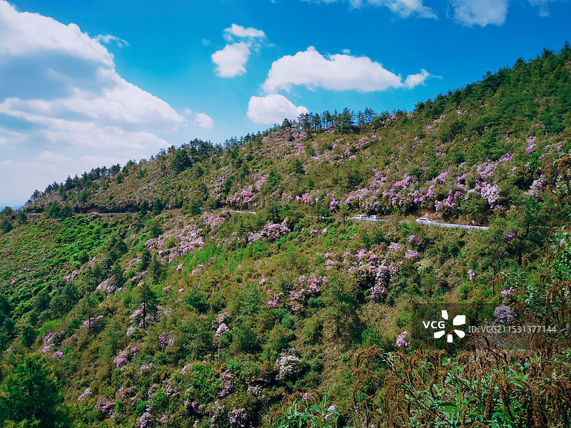 春色满山，杜鹃开图片素材