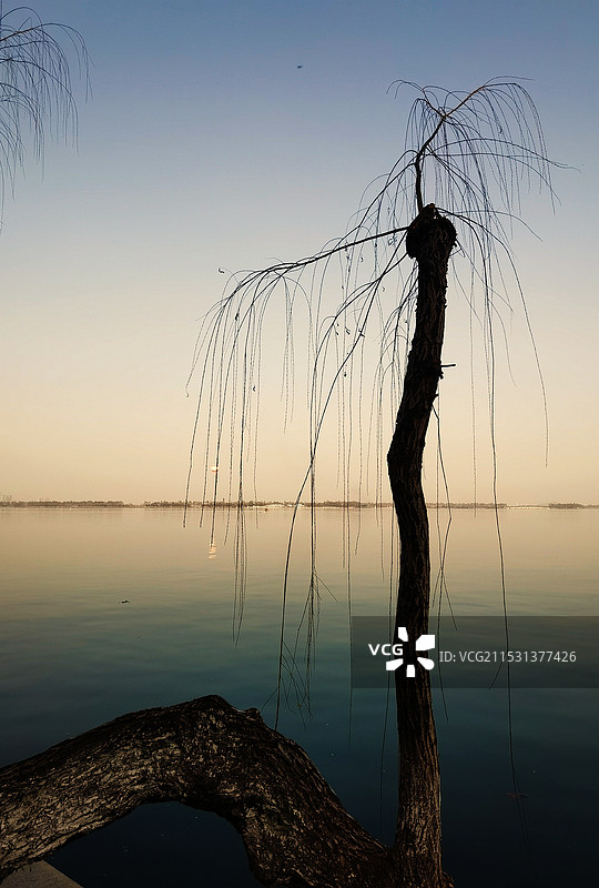 东湖孤树图片素材