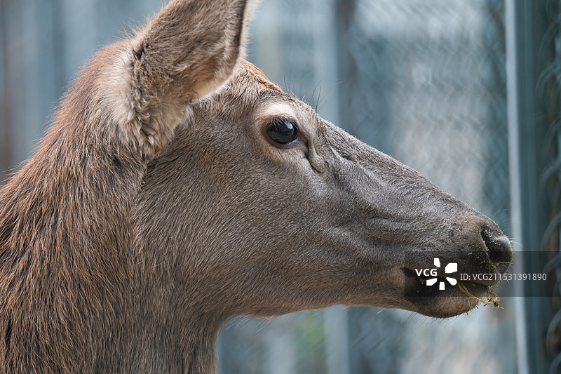 南海子公园的动物们图片素材