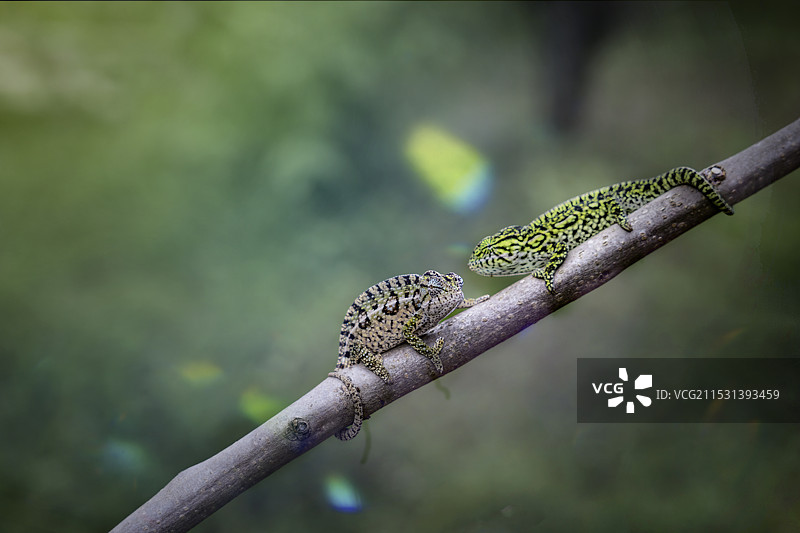 狭路相逢 — 马达加斯加图片素材