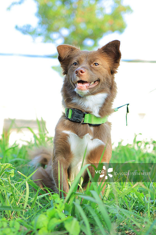 快乐小狗图片素材