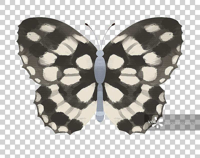彩色对称手绘蝴蝶昆虫插画图片素材