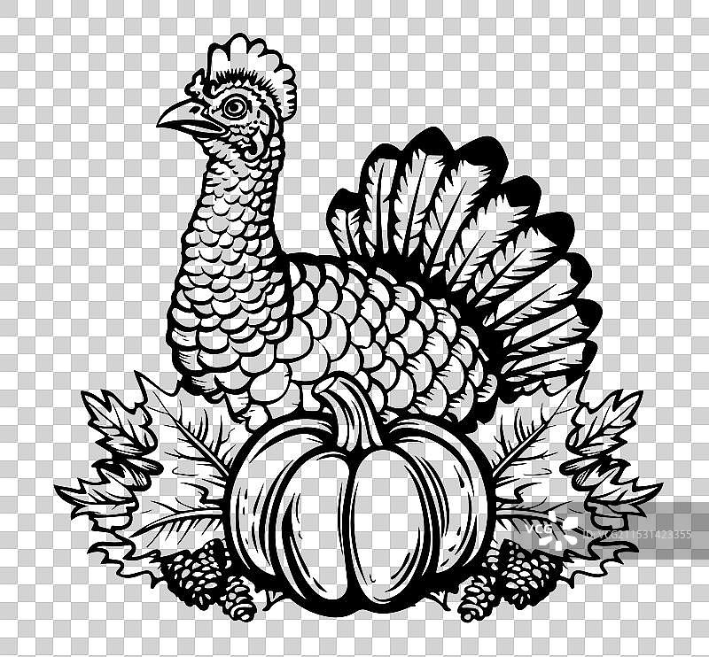 一只火鸡在农场的一系列场景中图片素材