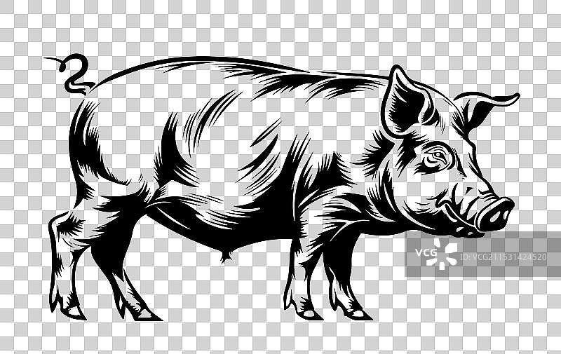 复古手绘猪图片素材