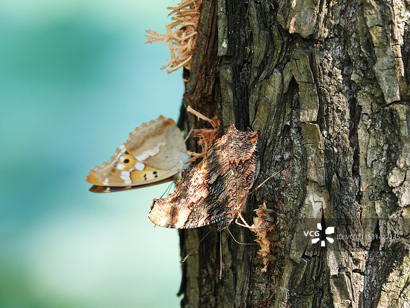 昆虫记｜柳树上的琉璃蛱蝶图片素材