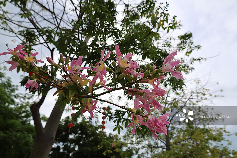 大小洞天三亚道教老子看海南山不老松图片素材