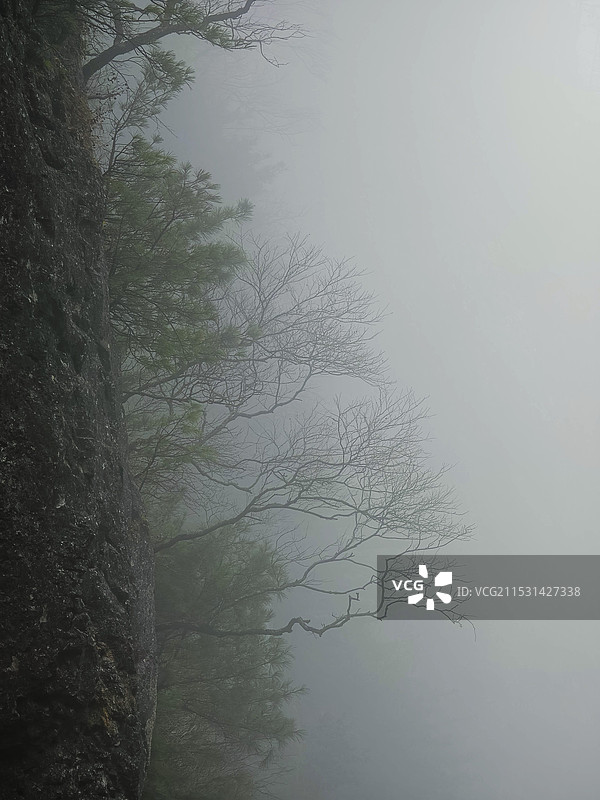 山雾绝壁枯树图片素材