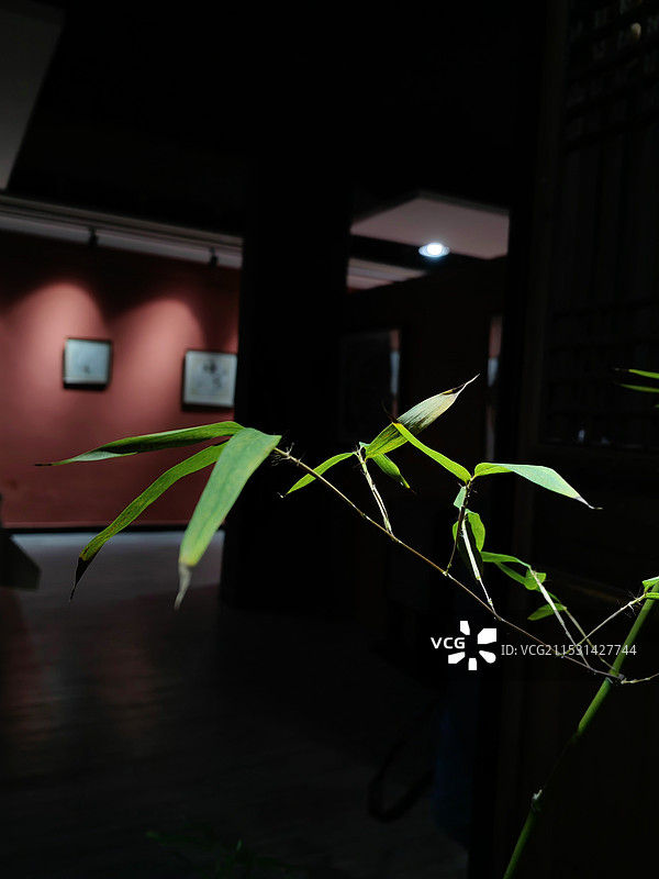 光影里的一枝竹图片素材