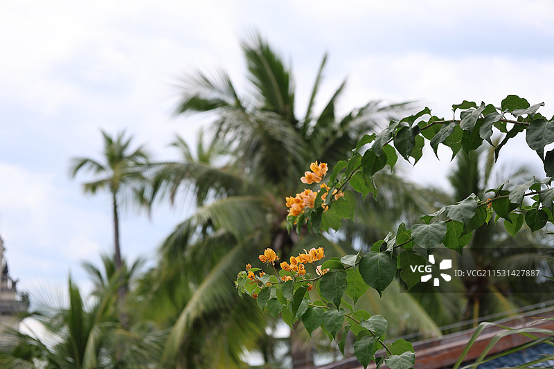 大小洞天三亚道教老子看海南山不老松图片素材