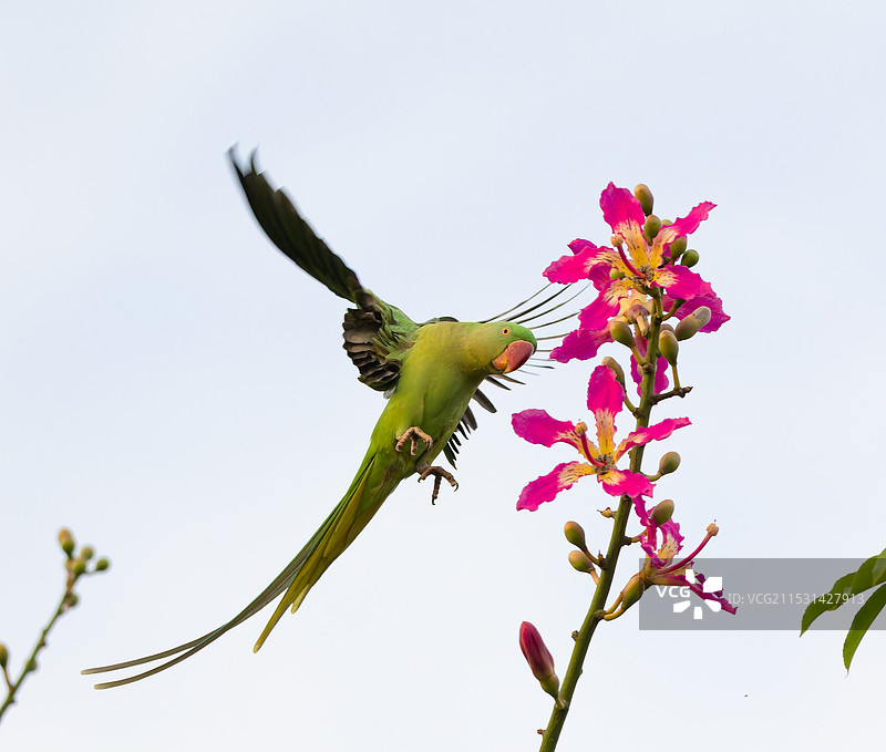 亚历山大鹦鹉图片素材