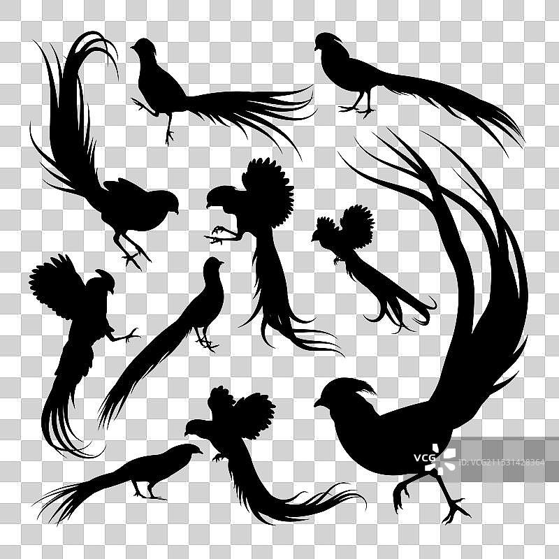 金色雉鸡鸟类动物剪影图片素材