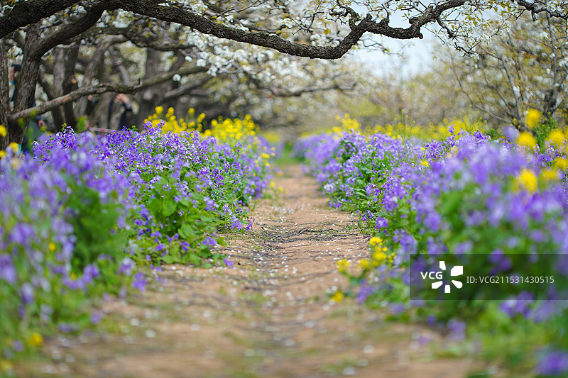 梨花与二月兰+安徽省宿州市砀山县良梨镇图片素材