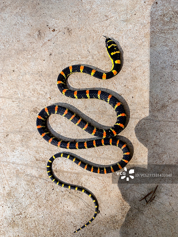 金花蛇特写图片素材