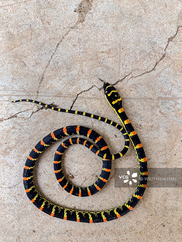 金花蛇特写图片素材